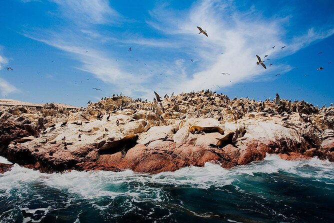 Ballestas Islands & National Reserve of Paracas from Ica - Practical advice for a smoother day