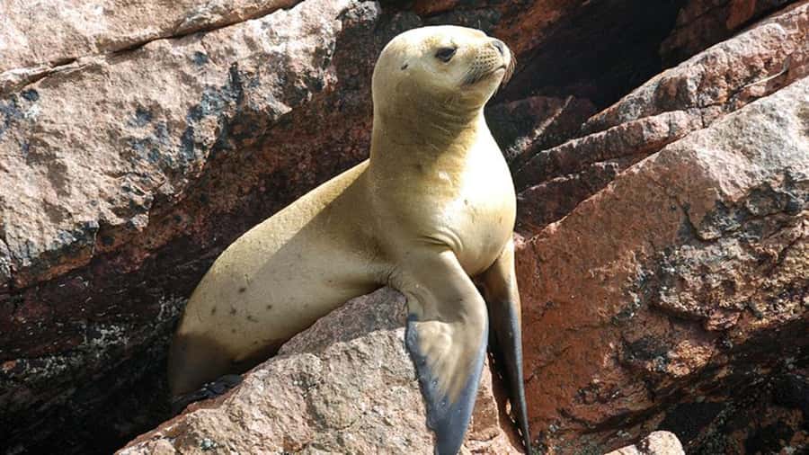 Ballestas Islands & Paracas National Reserve from Paracas - Ballestas Islands, Peru’s small wildlife show