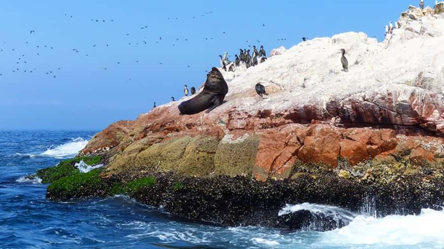 Ballestas Islands & Paracas National Reserve from Paracas - Lagunillas Beach is the day’s most relaxed stop