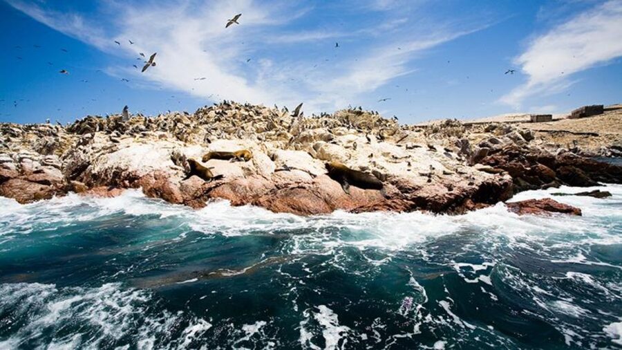 Ballestas Islands & Paracas National Reserve from Paracas - Flamingos, seabirds, and the reserve’s quieter details