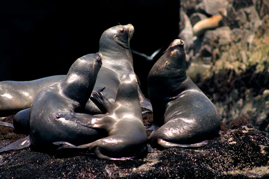 Callao: Swimming with Sea Lions Palomino Islands Boat Tour - Should you book it?