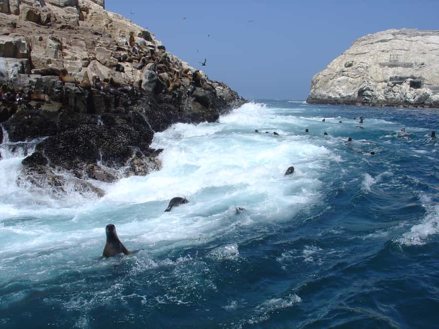 Callao: Swimming with Sea Lions Palomino Islands Boat Tour - What swimming with the sea lions is really like