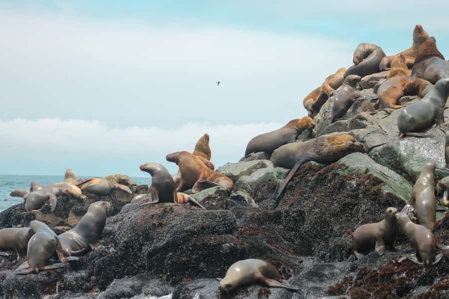 Callao: Swimming with Sea Lions Palomino Islands Boat Tour - Guides who add value to the trip
