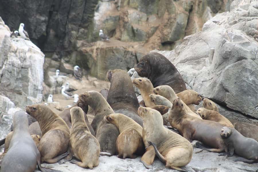 Callao: Swimming with Sea Lions Palomino Islands Boat Tour - Booking details worth keeping in mind