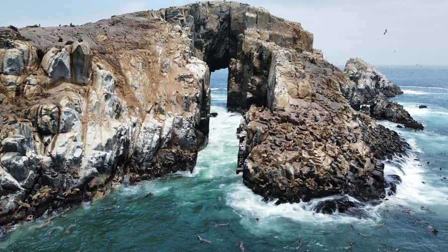 Callao: Swimming with Sea Lions Palomino Islands Boat Tour - Wildlife begins before the swim