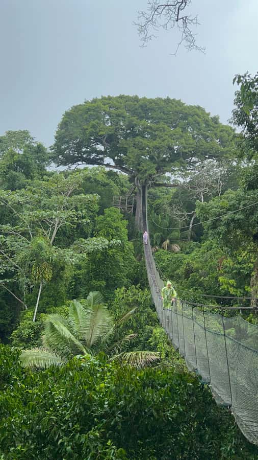 Canopy Tower, Zipline, Kayak, and Monkey Island … - The 200-meter walk to the lupuna tower