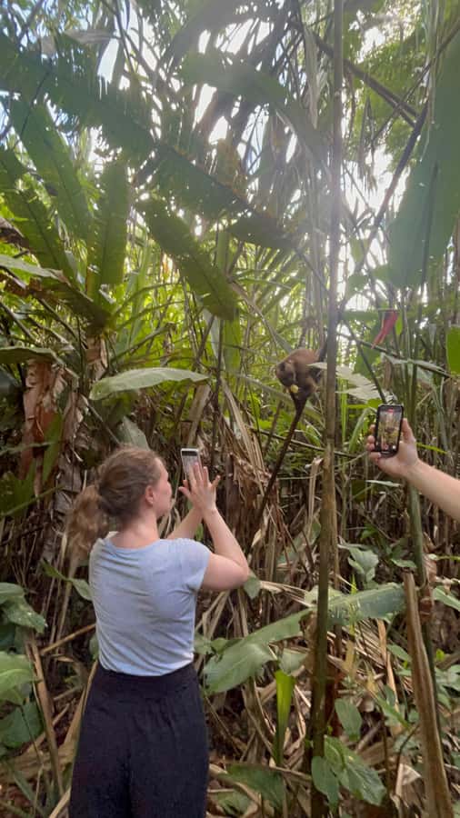 Canopy Tower, Zipline, Kayak, and Monkey Island … - Lunch, hammocks, and the long midday pause