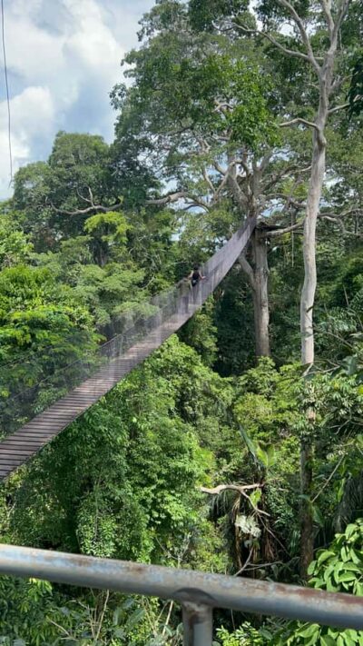 Canopy Tower, Zipline, Kayak, and Monkey Island …