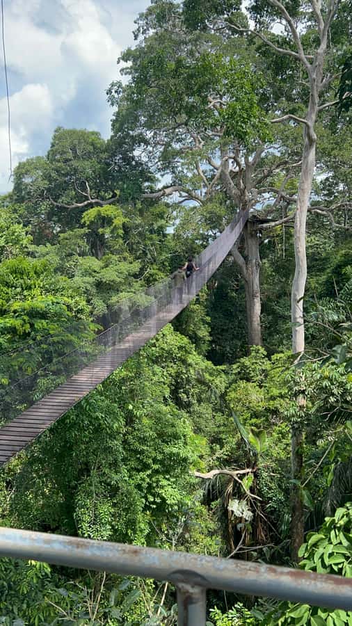 Canopy Tower, Zipline, Kayak, and Monkey Island … - Crossing the canopy bridge and riding two 190-meter ziplines