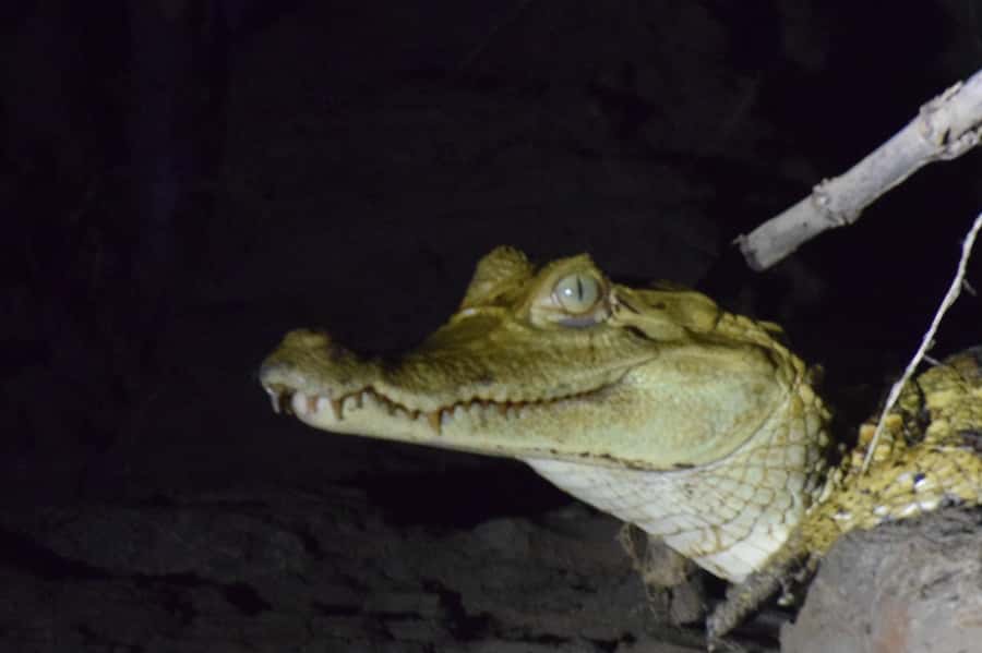 Capibara and caiman search on the Tambopata river - Practical details that affect your evening
