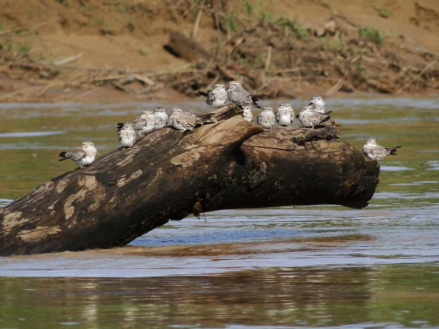 Capibara and caiman search on the Tambopata river - Dry-season beach walks and turtle nests