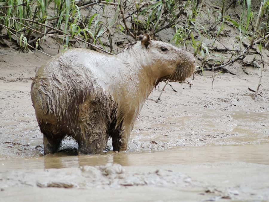 Capibara and caiman search on the Tambopata river - Is $55 a fair price?