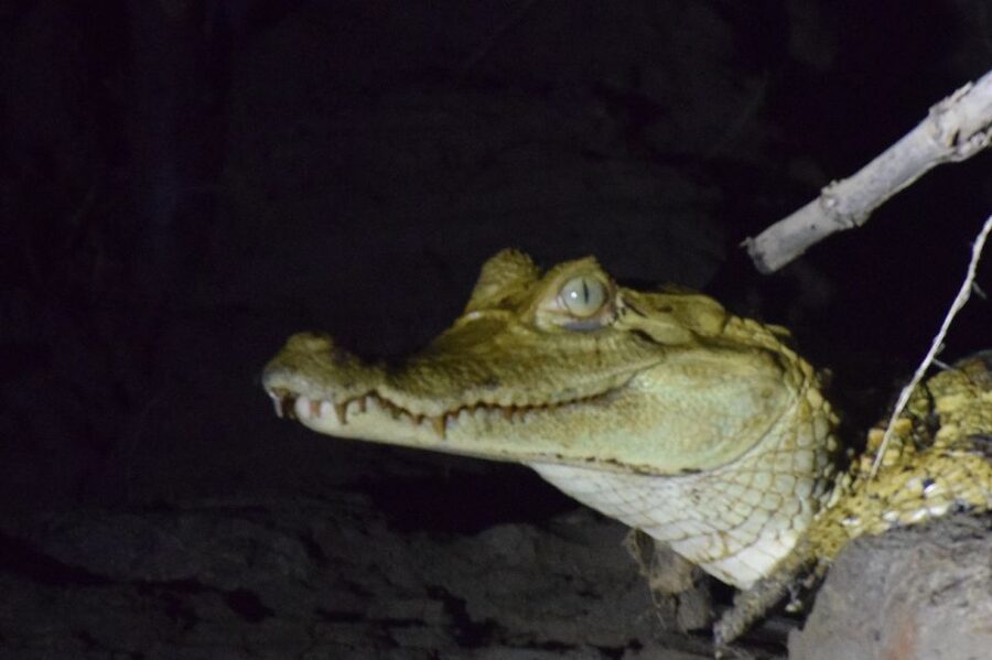 Capibara and caiman search on the Tambopata river - Who will enjoy this short river trip?