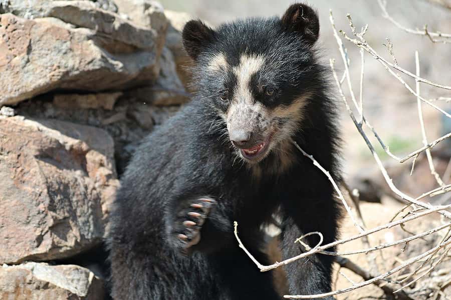 Chiclayo: Chaparri Ecological Reserve Tour - The road to Chongoyape and the reserve