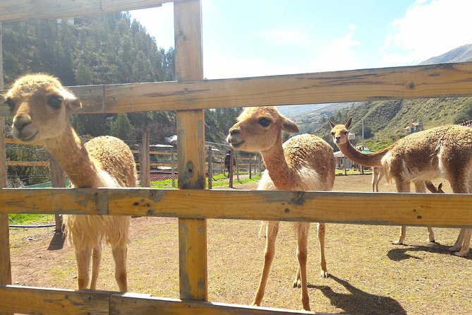 Cochahuasi Animal Sanctuary® Admission Ticket - The animals you can expect to see