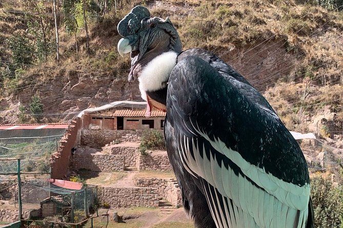 Cochahuasi Animal Sanctuary® Admission Ticket - Is the $10 admission good value?