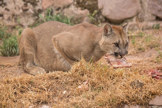 Cochahuasi Animal Sanctuary® Admission Ticket - How to make the most of the visit