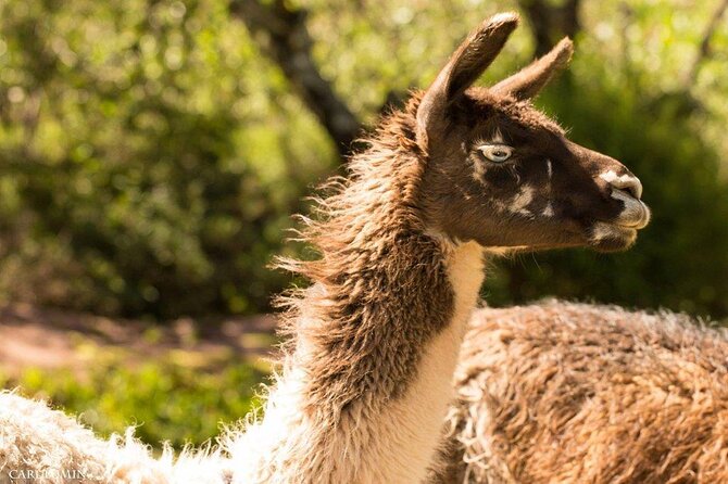 Cochahuasi Animal Sanctuary® Admission Ticket - Walking through Cochahuasi with a local guide