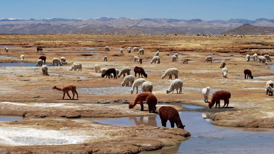 Colca Canyon: 2-Day Tour from Arequipa to Puno - What the $107 actually buys you