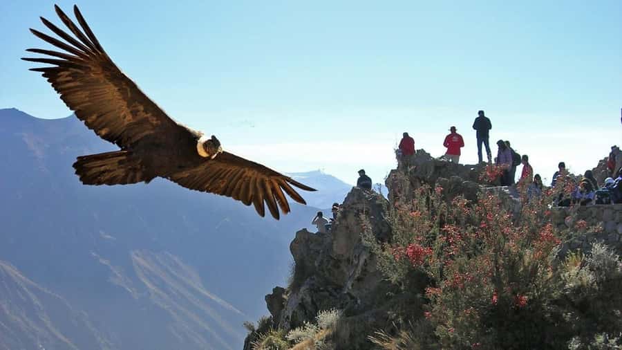 Colca Canyon Day Trip: From Arequipa to Puno - Lunch in Chivay and the change to Puno transport