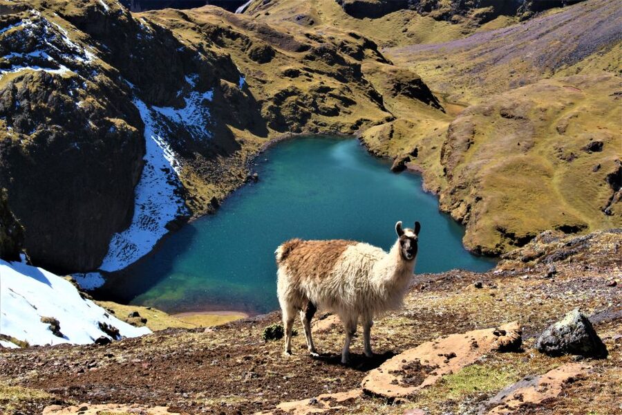 Cusco: 4-Day Lares Trek to Machu Picchu with Panoramic Train - Who will enjoy this trek most