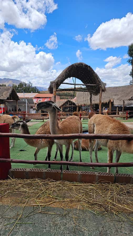 Cusco: Alpaca and Llama Farm Tour w/ Transfer & Weaving Demo - Key points to know before you go
