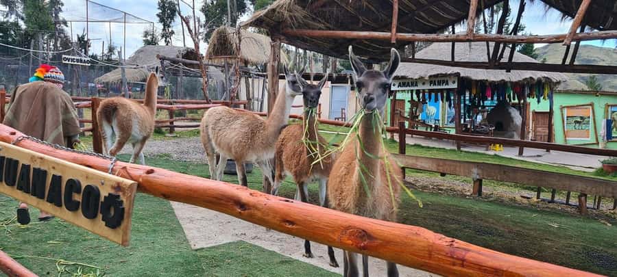 Cusco: Alpaca and Llama Farm Tour w/ Transfer & Weaving Demo - Why this farm visit makes sense in Cusco