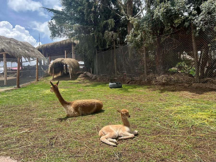 Cusco: Alpaca and Llama Farm Tour w/ Transfer & Weaving Demo - Meeting the alpacas and llamas