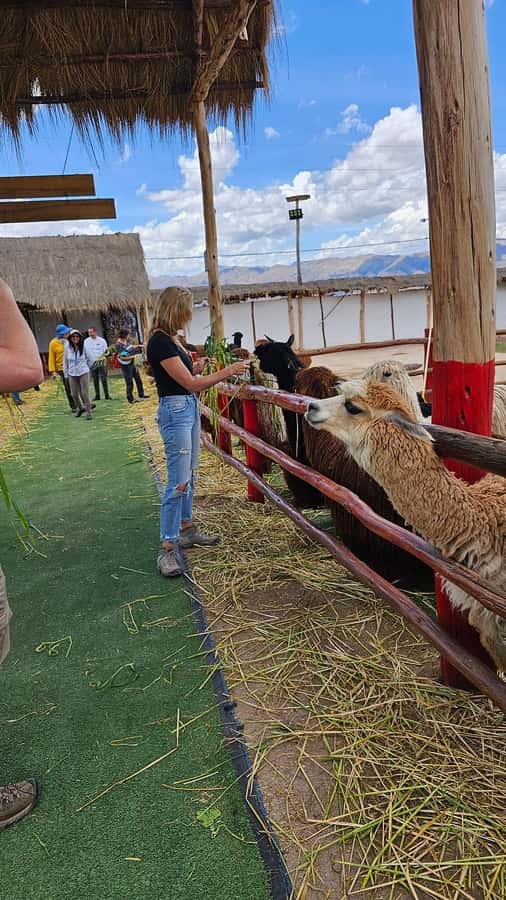 Cusco: Alpaca and Llama Farm Tour w/ Transfer & Weaving Demo - Vicuñas and huanacos: the animals you should not miss