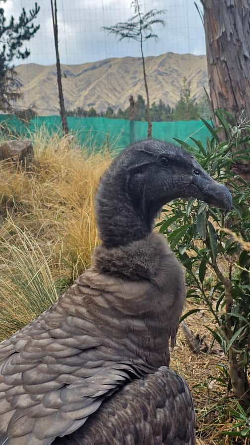 Cusco: Alpaca and Llama Farm Tour w/ Transfer & Weaving Demo - Who will get the most from this $34 experience