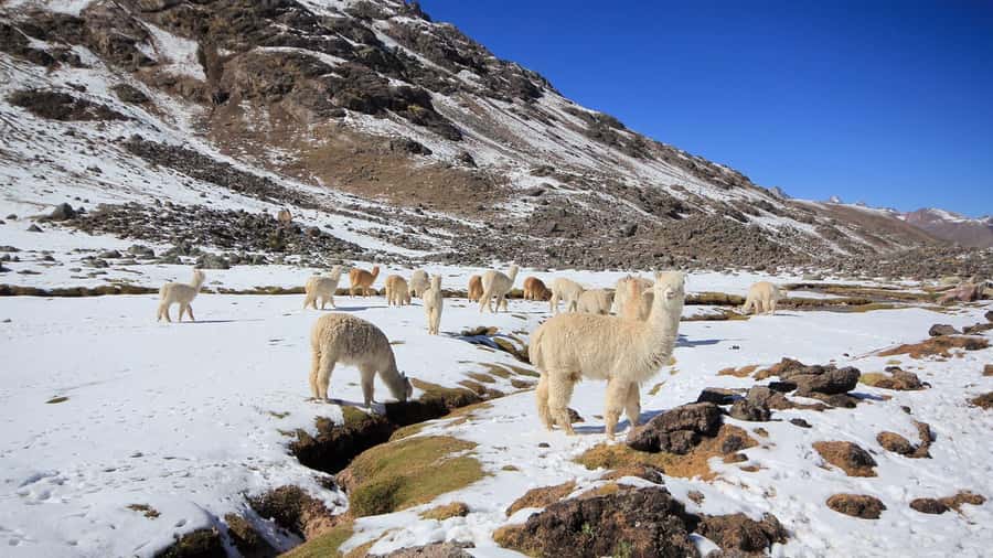Cusco: Ausangate Tour Seven Lagoons + meals - What the $34 price really covers