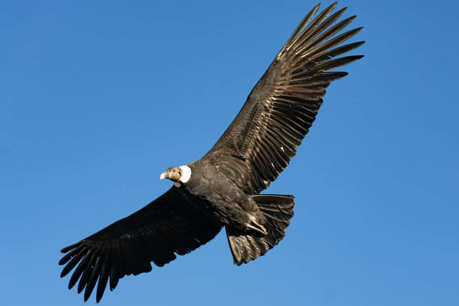 Cusco: Chonta Canyon and Condor Flight Tour with Lunch - Key points to know before you book