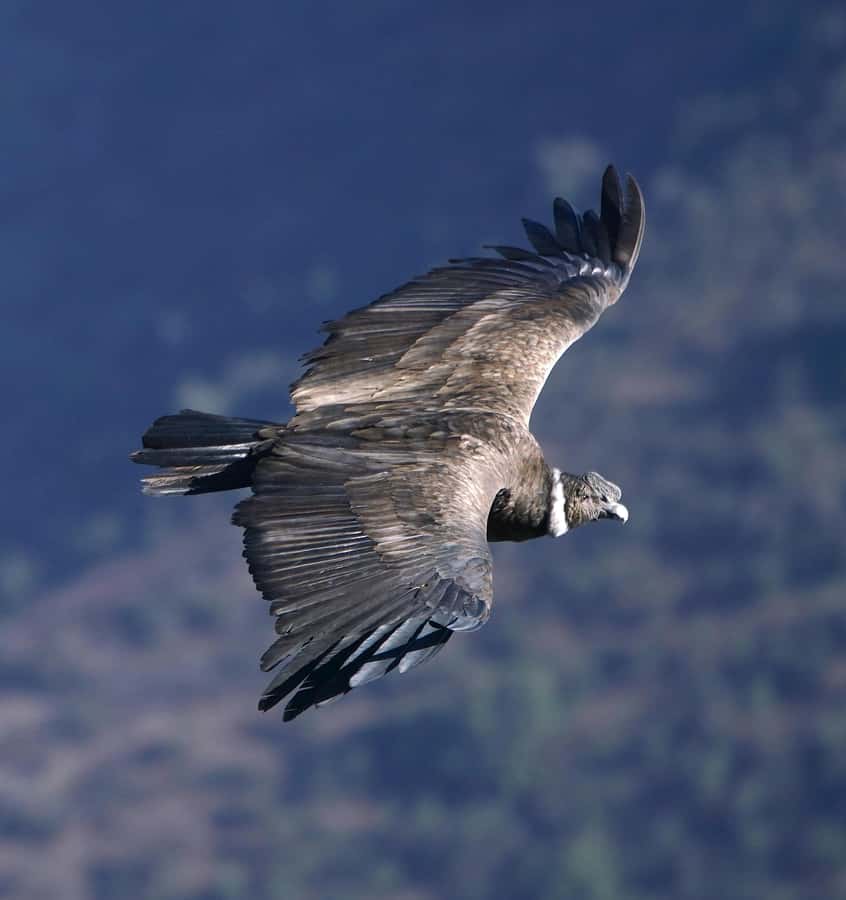 Cusco: Chonta Canyon and Condor Flight Tour with Lunch - Killarumiyoq, an hour with an archaeo-astronomical site