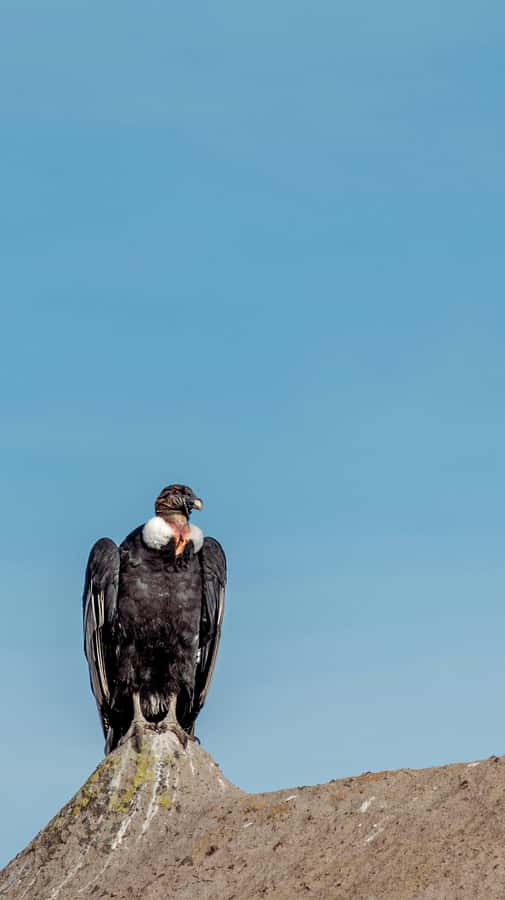 Cusco: Chonta Canyon and Condor Flight Tour with Lunch - The 7 a.m. departure from central Cusco