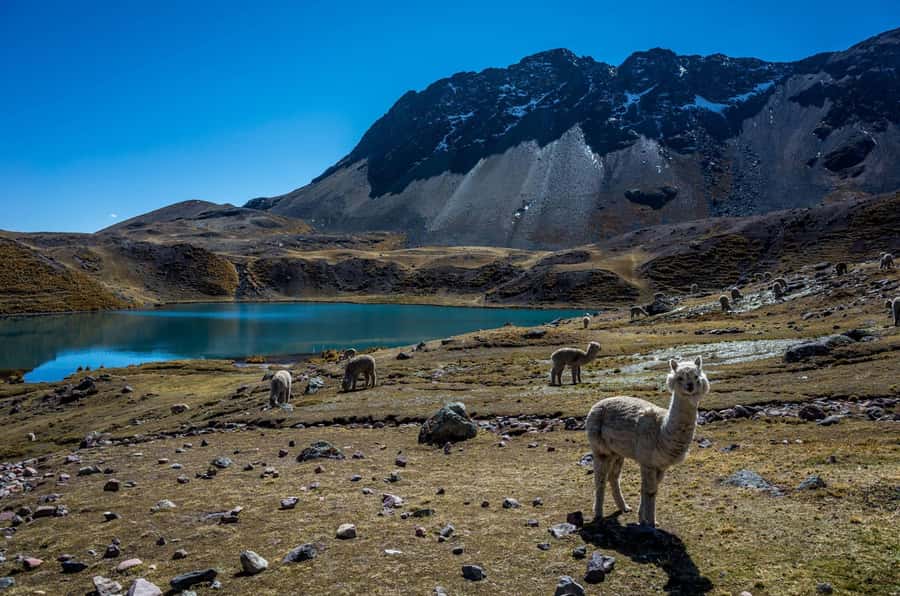 Cusco: Excursion to Ausangate 7 Lagunas + lunch - Why Ausangate’s seven lagoons make a strong day trip