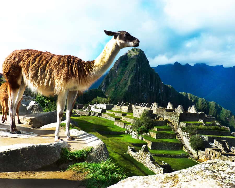 CUSCO: Full Day All Included Private Machu Picchu Experience - Language, cancellation, and booking flexibility