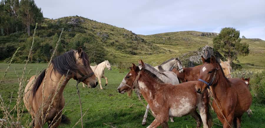 Cusco: Half-Day Horseback Riding at Devil's Balcony - Why this ride works so well in Cusco