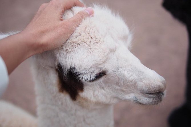 Cusco Santuario de Animales Rescatados en Cusco - Meeting the animals near Cusco