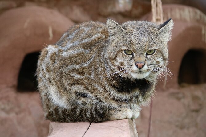 Cusco Santuario de Animales Rescatados en Cusco - Weather, timing, and practical details
