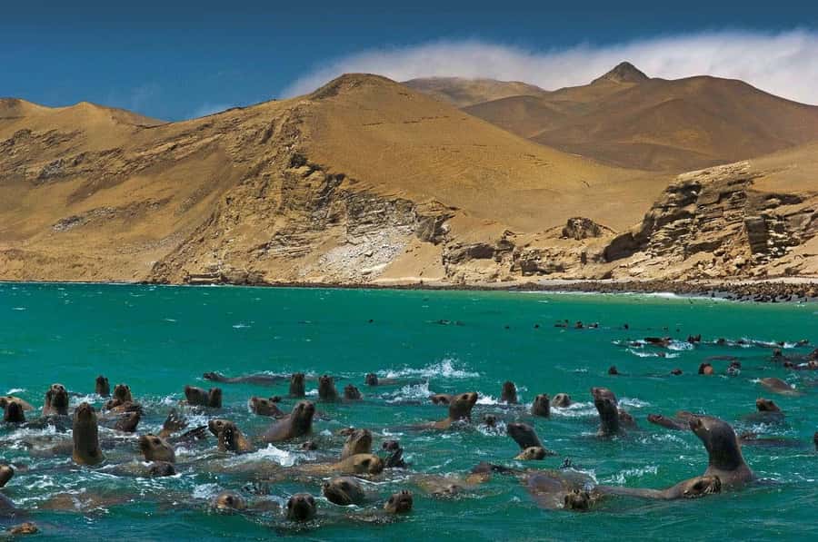 Discover Paracas, Ica and Nasca in a 2 days and 1 night trip - Ica and the story of pisco