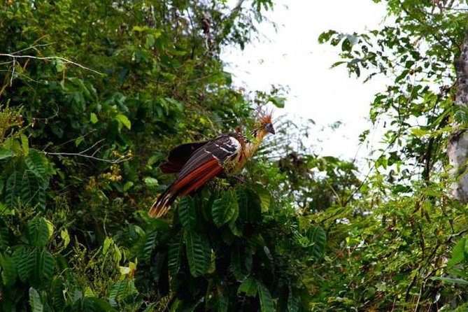 Eco Jungle 3 Days - 2 Nights - Key points before you book