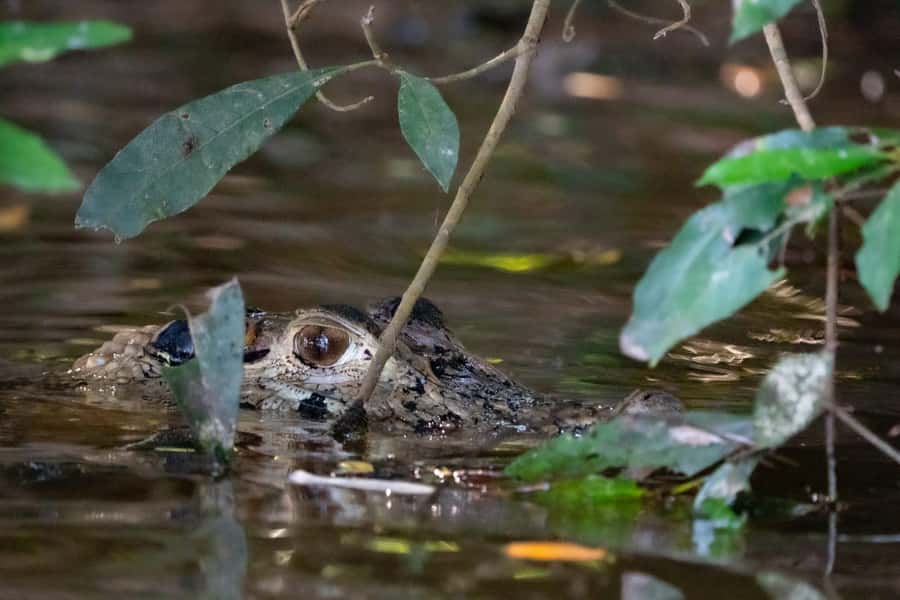 Excursion 2 days/1 nights in the jungle: Tambopata - Key points to know before booking