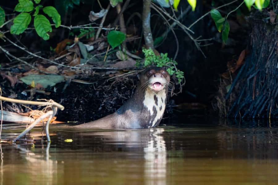 Excursion 2 days/1 nights in the jungle: Tambopata - Arriving in Puerto Maldonado and settling into the bungalow