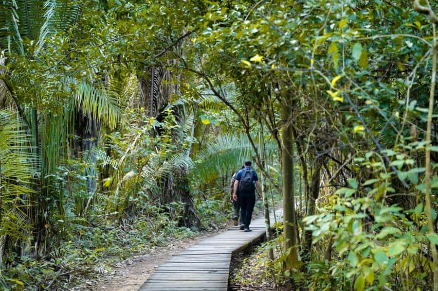 Excursion 2 days/1 nights in the jungle: Tambopata - Zip line and canopy walk at tree level