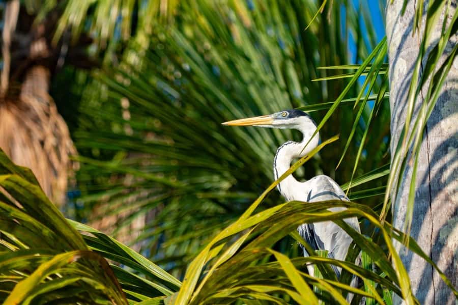 Excursion 2 days/1 nights in the jungle: Tambopata - What the $280 price buys you