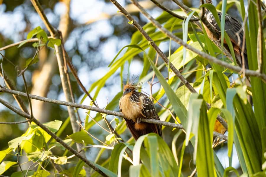 Excursion 2 days/1 nights in the jungle: Tambopata - Day 1: A first walk through Tambopata forest