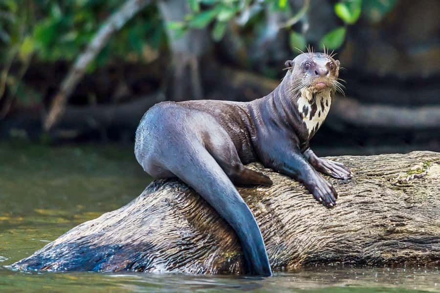 Excursion 3 days/2 nights in the jungle - Night searching, stars, and simple jungle comforts
