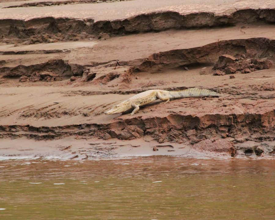 Excursion 3 days/2 nights in the jungle - Sunrise, parrots, and the morning clay lick