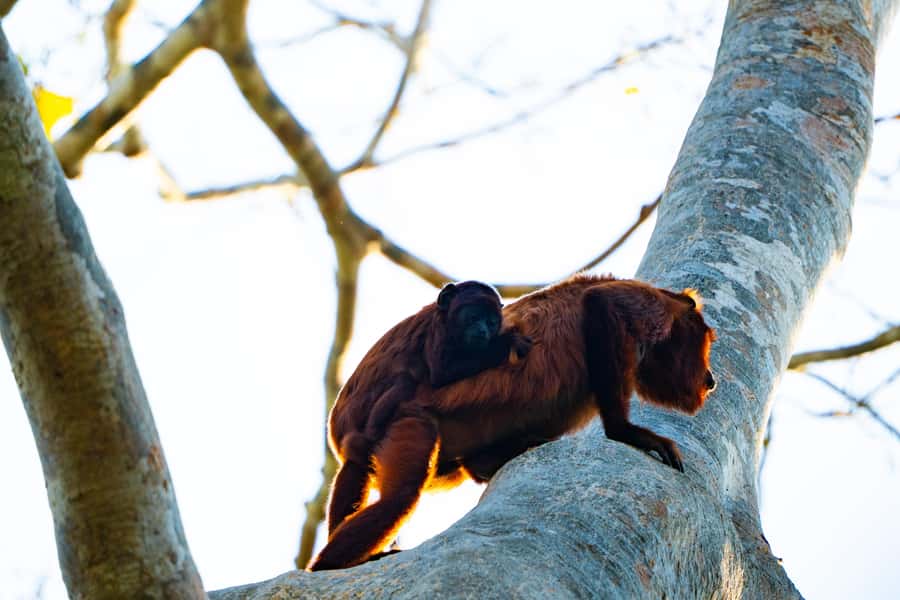 Excursion 3 days/2 nights in the jungle - Who will enjoy this three-day format