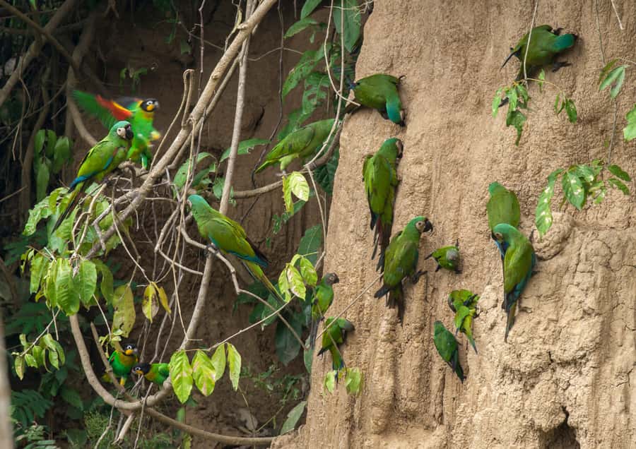 Excursion 3 days/2 nights in the jungle - Should you book Tronco Tambopata Adventure?